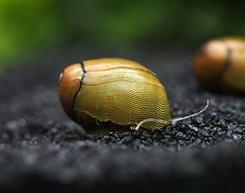 Aquatic Arts 10 Tiger Eye/Olive Nerite Snails | Mini Aquarium Snail | Betta Safe Glass Clearer | Nano Tank Accessories - size: 10-SNAILS