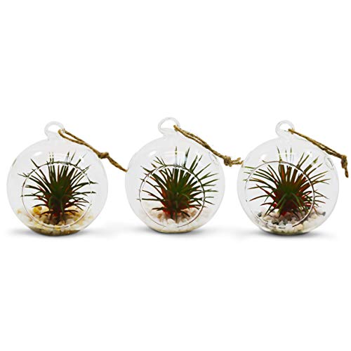 WGV Hanging Terrarium Globe, Width 2.5", Height 3", DIY Air Succulent Planter, Clear Glass Vase Orb with Flat Bottom, Candle Holder for Windowsill Outdoor Garden Decor, 6 Pieces Bulk - size: 2.5" Flat Bottom