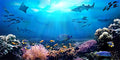 AOFOTO 6x3ft Underwater World Backdrop for Photography Aquarium Seabed Rocks Lights Coral and Fishes Tropical Ocean Scene Under The Sea Background Kids Party Decoration Banner Photobooth Props - size: 6x3ft
