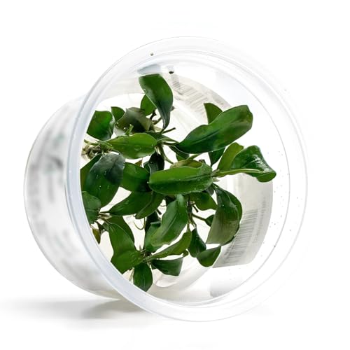 SubstrateSource Live Aquarium Plant - Bucephalandra sp. Green Wavy - Snail Free in-Vitro Easy Care Freshwater Aquatic Plants for Aquascaping, Low Light, Slow Growth - Tissue Culture - color: Bucephalandra sp. Green Wavy
