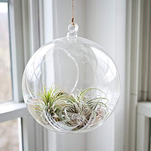 WGV Hanging Terrarium Globe, Width 8", Height 9", DIY Air Succulent Planter, Clear Glass Vase Orb with Flat Bottom, Candle Holder for Windowsill Outdoor Garden Decor, 6 Pieces Bulk - size: 8" Flat Bottom