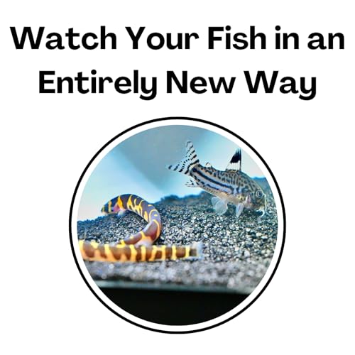 Aquarium Underground Two Hole Corner Cave | Viewing Fish & Shrimp Tunnel | Fish Tank Undergravel Hide Decor Decoration Hideout Perfect For Corydora Catfish, Kuhli Loach, Pleco, Betta Fish (White) - color: White