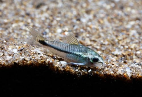 Swimming Creatures™ Pygmy Cory (Corydoras pygmaeus) Freshwater Aquarium Fish Live (6 Pack)