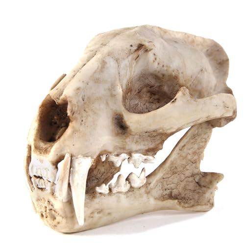Aquarium Décor Cave Decorations Fish Hideout Betta Tarantula Reptile Snake for Terrarium Ornament Dinosaur Animal Skull Large Bones Halloween - color: Leopard