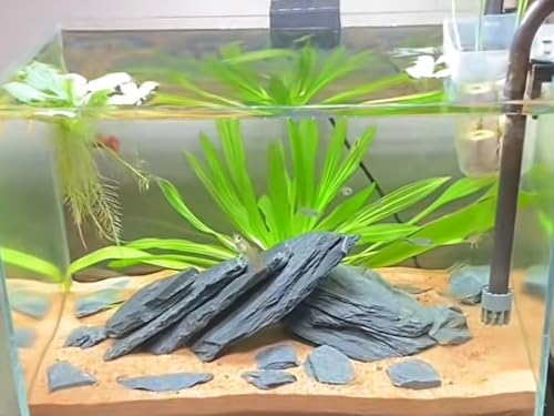 Fish Tank Rock Natural Slate Rocks 2 to 8 inch Aquariums Stone for Aquascaping,Terrariums, Reptile Enclosures,Paludariums,and Gardens-20lb - size: 20lb（2-8'')