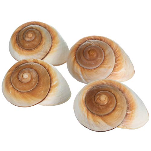 Hermit Crab Shells | Shells for Hermit Crabs | 4 Muffin Snail Shells 2.5"- 3" | Opening Size Approx. 1.25" | Hermit Crab House for Décor | Plus Free Nautical eBook by Joseph Rains - color: 4 Muffin Snail