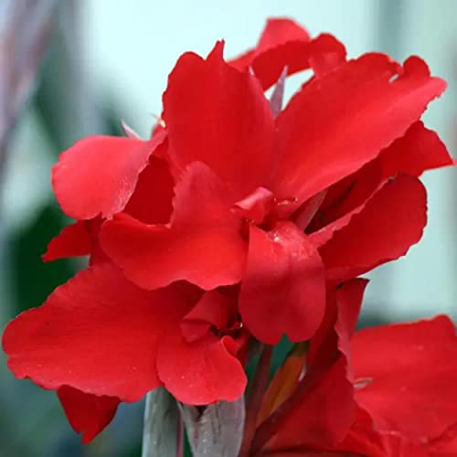 Chalily Canna 'Endeavor', a Great Live Pond Plant for Your Water Garden. Filters koi and Goldfish Ponds. Good for Bogs, Plant Shelf or Shallow Water This marginal Aquatic is a Real Beauty - color: Canna 'Endeavor'