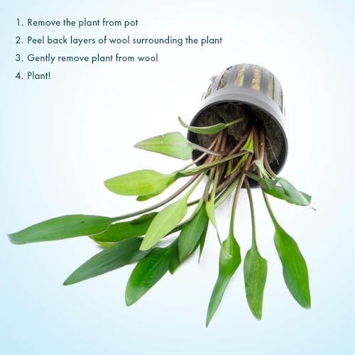SubstrateSource Cryptocoryne Live Aquarium Plants - Freshwater Plant for Aquariums, Planted Fish Tanks - Beginner Friendly (Lutea, 3 Pots (15-20 Plants)) - color: Lutea, size: 3 Pots