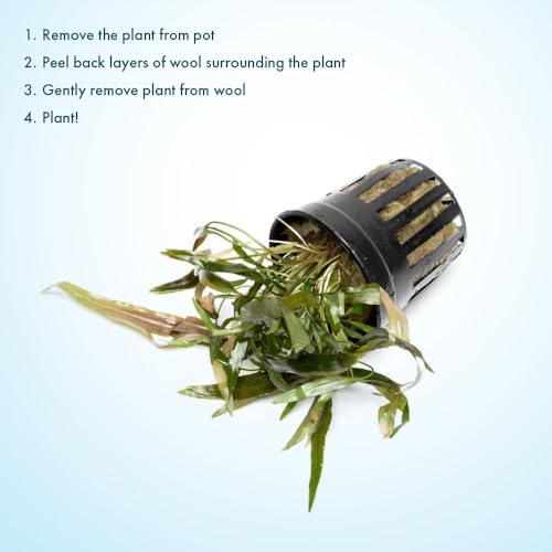 SubstrateSource Live Plants - Cryptocoryne Axelrodi (Cryptocoryne axelrodi) - Low to Medium Light, Olive to Reddish-Brown Freshwater Aquatic Plant, Midground Placement for Aquascaping - Pot, 1 Pack - color: Axelrodi, size: Pot