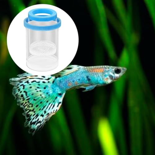 Fish Breeding Box Aquarium Floating Breeder Incubator Holder Isolation Container with Hole Lid Easy Setup Clear pp Material Suitable for Guppy Betta, Blue - color: blue
