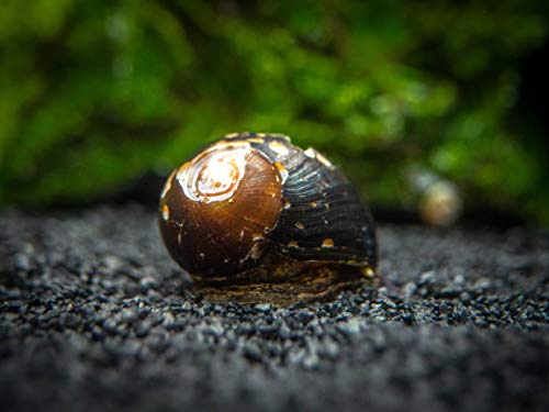 Aquatic Arts 3 Live B-Grade Nerite Snails | Aquarium Substrate Clearer/Scraper/Nano Tank Filter | Safe with Betta/Tetra/Guppy Fish - size: 3-SNAILS