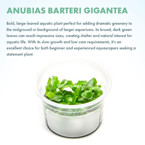 SubstrateSource Live Plant - Giant Anubias - Background Rhizome with Dark Green Leaves, Snail-Free in Vitro Aquarium Plant - Tissue Culture - color: Anubias Barteri Gigantea