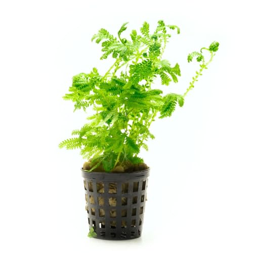 SubstrateSource Live Plants - Selaginella Siamensis (Selaginella siamensis) - Low to Medium Light, Bright Green to Lime Accents Aquatic Plant, Emersed or Terrarium Placement - Pot, 1 Pack - color: Selaginella Siamensis Hieron, size: Pot