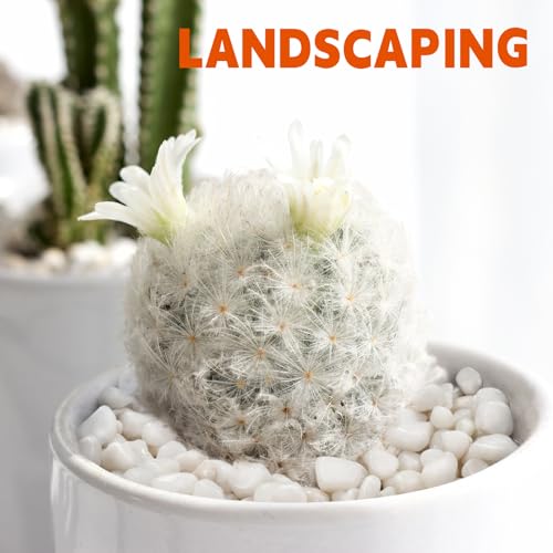 2.2 lb Natural Polished White Pebbles, 1/2 Inch Decorative White Rocks for Potted Plants Pot Filling Aquariums Outdoor Street Scape Decorative Rocks