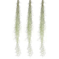 ragnaroc Tillandsia Usneoides ‘Thick-Colombian Spanish Moss’ - ragnaroc Indoor Tropical Plant 16” / 3 oz - Live Arrival Guaranteed - Live Air Plant & House Plants for Home Decor & Gift - size: 3 Oz