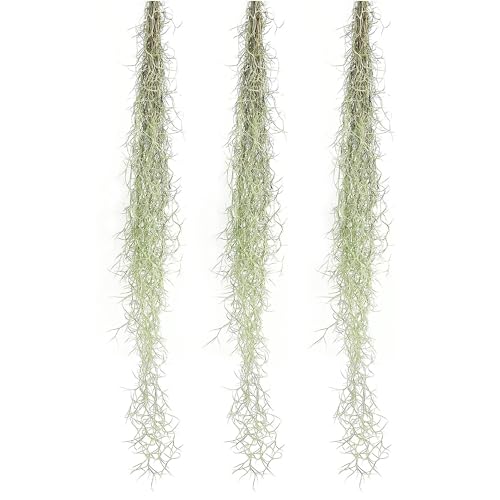 ragnaroc Tillandsia Usneoides ‘Thick-Colombian Spanish Moss’ - ragnaroc Indoor Tropical Plant 16” / 3 oz - Live Arrival Guaranteed - Live Air Plant & House Plants for Home Decor & Gift - size: 3 Oz