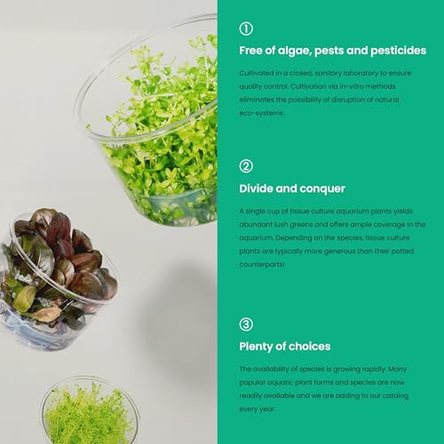 Ultum Nature Systems Live Tissue Culture - Cryptocoryne Albida 'Red' - Moderate - Low to Medium Light - Pink and Red Accent - Foreground to Midground - 100% Snail Free Grown in-Vitro - Regular Cup - color: Cryptocoryne Albida Red