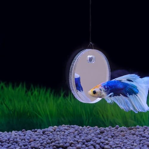 1 Set Betta Fish Training Mirror, 5cm Clear Floating Aquarium Decor for Fish Exercise, Aquarium Decor Floating
