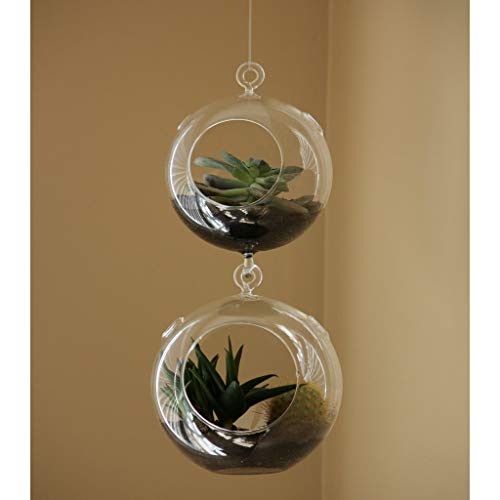 WGV Hanging Terrarium Globe, Width 5", Height 7", Double Hook, DIY Air Succulent Planter, Clear Glass Vase Orb, Candle Holder for Windowsill Outdoor Garden Decor, 6 Pieces Bulk - size: 5" Double Hook