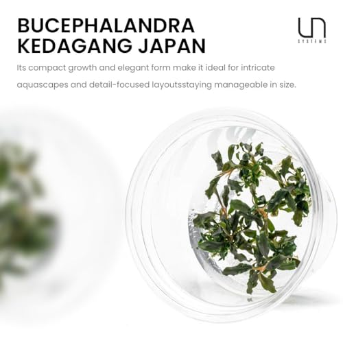UNS Snail Free TC Bucephalandra Kedagang Japan (Bucephalandra sp. 'Kedagang Japan') - Low to Medium Light, Dark Green Leaves, Foreground to Midground - Tissue Culture - 1 Pack - color: Bucephalandra Kedagang Japan