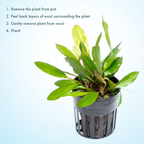 SubstrateSource Live Plants - Echinodorus ‘Green Chameleon’ (Echinodorus sp.) - Medium to High Light, Green Red Accent, Midground to Background Placement, Freshwater Aquatic Plant - Pot - color: Ech. Green Chameleon, size: 1 Pot