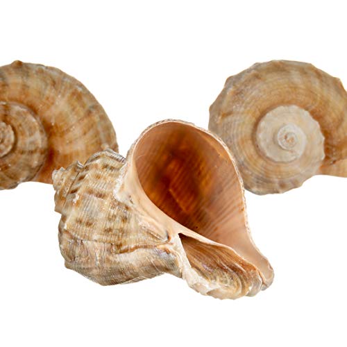 Hermit Crab Shells | Shells for Hermit Crabs | 3 Rapana Shells 2"-3" | Opening Size Approx. 1.75"-2" | Hermit Crab House for Décor | Plus Free Nautical eBook by Joseph Rains - color: 3 Rapana