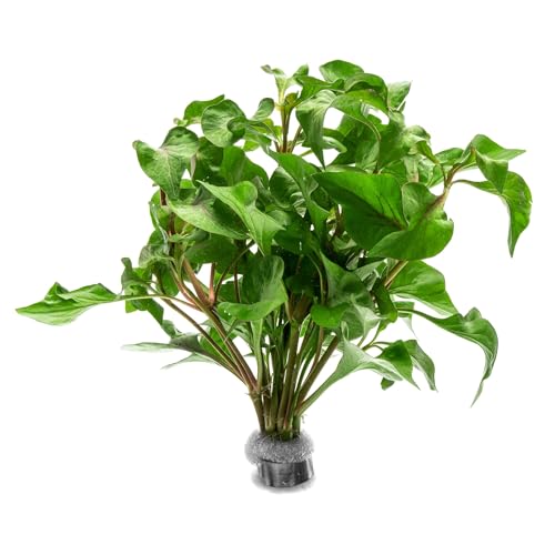 SubstrateSource Live Plants – Alternanthera Amabilis Tricolor – Moderate to High Light, Green, Pink/Red, Yellow/Golden Hues, Midground to Background Accent – Lead Bunch, 1 Pack - color: Alternanthera Amabilis Tricolor, size: Lead Bunch - 1 Pack