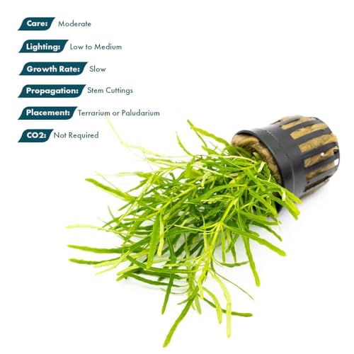 SubstrateSource Live Jungle Plants - Hemigraphis repanda 'Green' (Hemigraphis sp.) - Low to Medium Light, Green, Terrarium or Paludarium Placement, Textured Groundcover Rosette - Pot - color: Hemigraphis Repanda Green, size: Pot