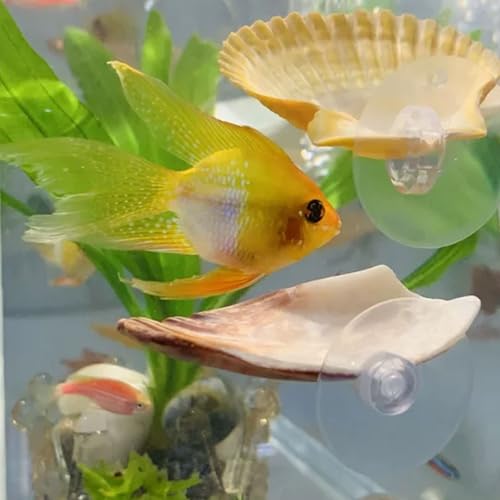 Oncpcare Betta Fish Resting Spot Shell Bed 6-Pack — Perfect-Sized Decorative Shell Beds That Betta Love to Rest On - color: Color Random 6pcs
