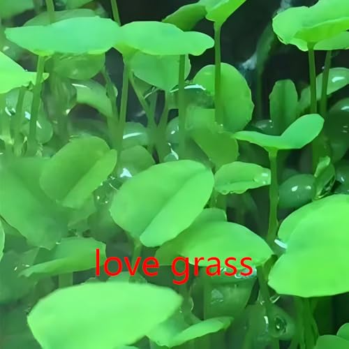 5 Pack Aquarium Plant S.e.e.d Set, not Artificial plasticl Plant. Real Grass Tank Decor Replacement for Resin or Plastic Grass JYL5pcyimoyuiyang2603169977