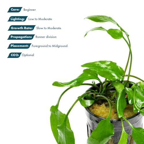SubstrateSource Cryptocoryne Live Aquarium Plants - Freshwater Plant for Aquariums, Planted Fish Tanks - Beginner Friendly (Willisii, 1 Pot (3-5 Plants)) - color: Willisi, size: Pot