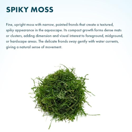 SubstrateSource Live Aquarium Plants on Driftwood, Lava Rock, Moss, Fiber Mat - Freshwater Fish Tanks - Easy, Beginner Friendly (Spiky Moss, (Golfball)) - color: Spiky - Golf Ball, size: 1 Pack