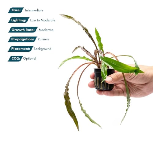 SubstrateSource Live Plants - Crypt Spiralis Tiger (Cryptocoryne spiralis 'Tiger') - Low to Medium Light, Green-Brown Color Aquatic Plant, Background Placement - Rosette Growth - Pot, 1 Pack - color: Spiralis Tiger, size: Pot