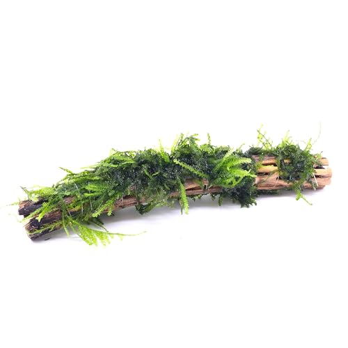 Christmas Moss on Natural Cholla Wood 6 Inches Perfect for Aquascaping, Shrimp Tanks, Nano Tanks, and Fish Tanks Low Light Freshwater Live Moss for Decorations and Breeding