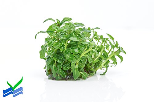 Staurogyne Repens Tissue Cultured - Foreground Aquarium Plant