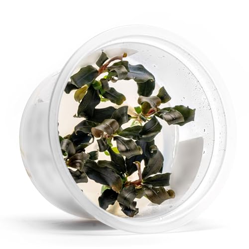 SubstrateSource Live Plants - Bucephalandra sp. 'Sekadau Giant Blue - Low to Moderate Light, Deep Green with Blue Shimmer, Midground, Intermediate Difficulty - Tissue Culture, 1 Pack - color: Bucephalandra Sekadau Giant Blue