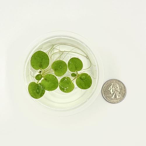 Amazon Frogbit, Limnobium laevigatum, Live Aquarium/Aquatic/Freshwater/Floating/Pond Plant/Planted Tank/Aquascaping/Paludarium by Aquarium Plant Center (6 Plants (18+ Leaves)) - style: 6 Plants (18+ Leaves)