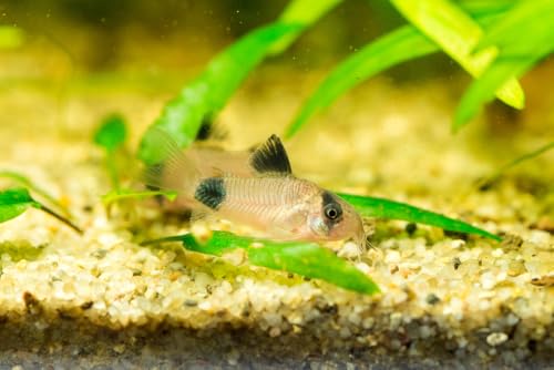 Swimming Creatures 3 PCS Assorted Corydoras Mix, Freshwater Aquarium Catfish Live Arrival Guarantee (2-3 Kinds Mix)