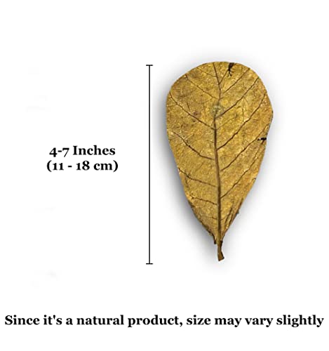 SunGrow 10 Pcs Catappa Indian Almond Leaves for Shrimp Aquariums, 4-7 Inches Long Leaf as Hiding Spot, Tannins Lowers Tank's pH, Softens Water, Enhance Spawning & Vitality Rate
