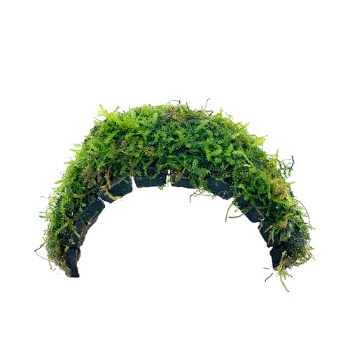 Java Moss Freshwater Live Aquarium Plants on Coconut Shell Driftwood Bridge Perfect for Fish Tank Decoration