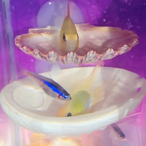 Oncpcare Betta Fish Resting Spot Shell Bed 2-Pack — Cozy Natural Shell Perch for Betta Tanks, Encourages Natural Resting & Hiding Behaviors - color: color random 2pcs