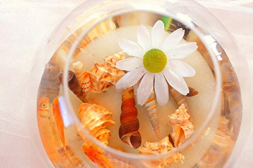 Sea Shells Mixed Beach Seashells 9 Kinds 1.2"-3.5 "Various Sizes Natural Seashells and 2 Kinds of Natural Starfish for Beach Themed Party DIY Crafts Fishtank Vase Fillers Home Wedding Decorations - color: Various