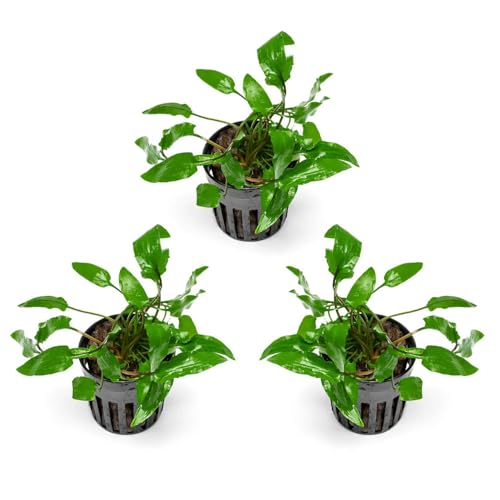 SubstrateSource Cryptocoryne Live Aquarium Plants - Freshwater Plant for Aquariums, Planted Fish Tanks - Beginner Friendly (Wendtii Green, 3 Pots (15-20 Plants)) - color: Wendtii Green, size: 3 Pots