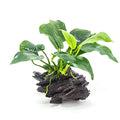 Anubias Large on Driftwood - Live Aquarium Plant - Freshwater - Low Light