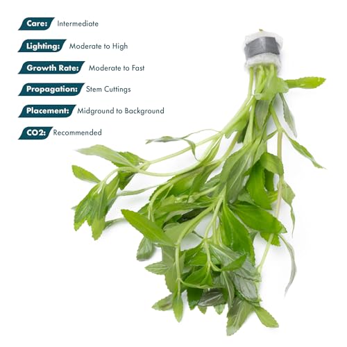 SubstrateSource Live Aquarium Stem Plants - Freshwater Aquatic Plant for Fish Tanks, Aquascaping - (Limnophila Belem, 1 Bunch) - color: Limnophila Belem, size: Lead Bunch - 1 Pack