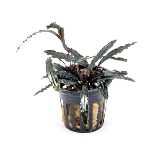 Bucephalandra Velvet 3 Color Potted Live Aquarium Plant - Natural Freshwater Fish Tank Decorations, Aquatic Décor - color: Velvet 3 Color, size: Potted Plant