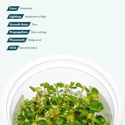 Live Plant - Aciotis acuminifolia - Slow-Growing Midground Red Accent Plant for Aquascaping, Snail-Free in Vitro Aquarium Stem Plant - Tissue Culture