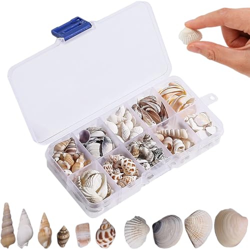 1 Set Seashells, Mixed Natural Sea Shells Conch with Storage Box Assorted Color Sea Shells for Crafting Fish Tank Vase Fille Table Scatters Beach Theme Party Decor