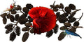 Alder & Casuarina Cones Betta Shrimp Tank Promotes Natural Habitat, Breeding, Tannin Producing Improves Immunity, Easy to Use, by Awesome Aquatic (50 Pack Alder) - size: 50 Pack Alder