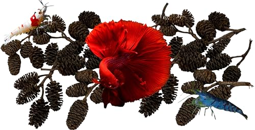 Alder & Casuarina Cones Betta Shrimp Tank Promotes Natural Habitat, Breeding, Tannin Producing Improves Immunity, Easy to Use, by Awesome Aquatic (50 Pack Alder) - size: 50 Pack Alder
